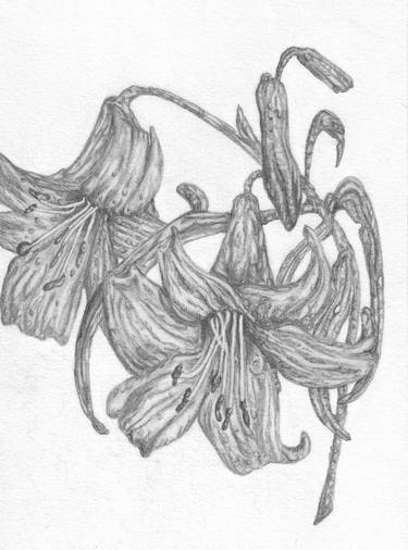 Original Fine Art Botanic Drawings by Freya Laetitia Stinton