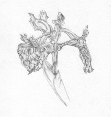 Original Botanic Drawings by Freya Laetitia Stinton