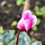 A variety of Cyclamen in the garden.