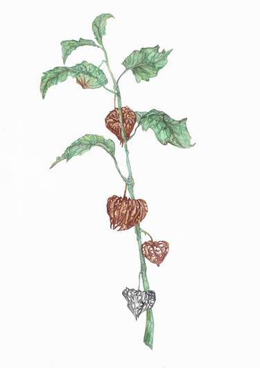 Original Botanic Paintings by Freya Laetitia Stinton