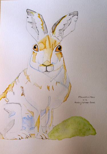 Mountain Hare in a Patchy Winter Coat thumb