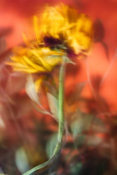 Original Fine Art Floral Photography by Sandra Platas