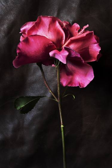 Original Fine Art Floral Photography by Sandra Platas