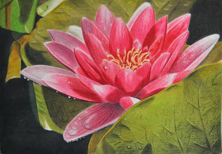 water lily drawings