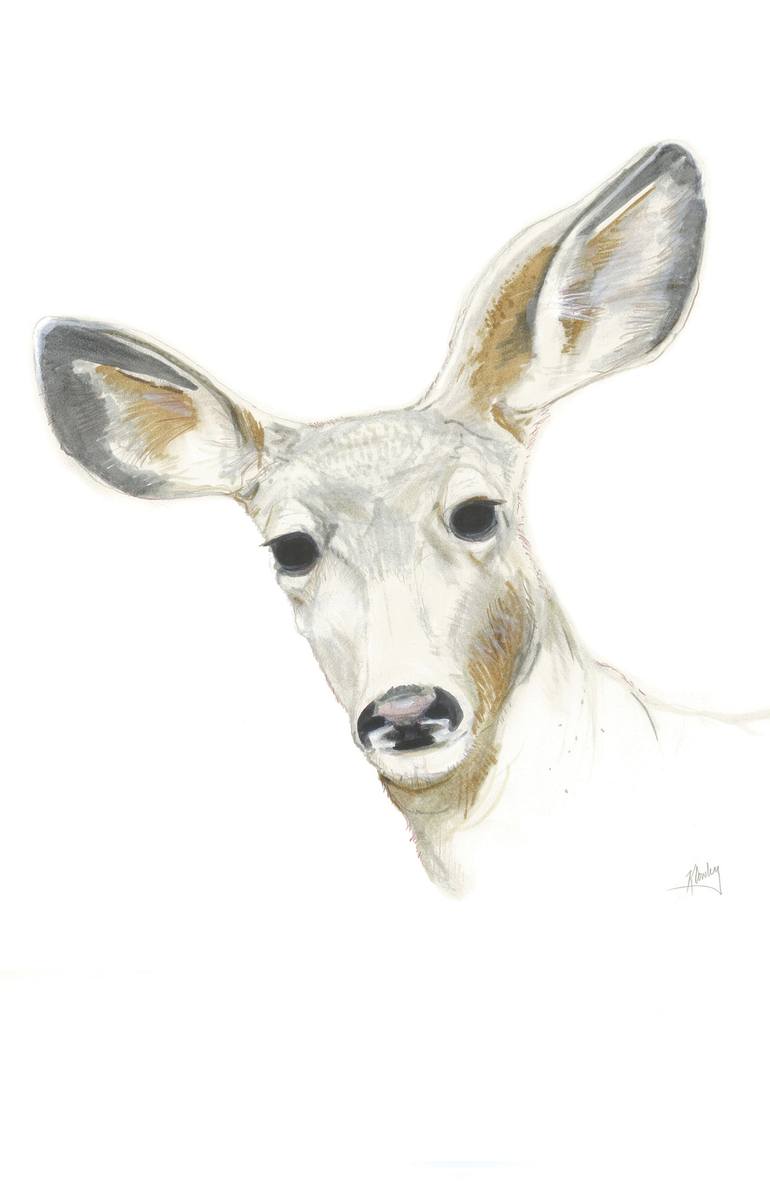 White-Tailed Deer - Odocoileus virginianus Drawing by Keith Cowley ...