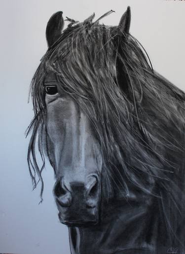 Print of Horse Drawings by Cory Ciona