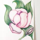 Peony by christine mottau