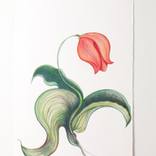 Red Tulip by christine mottau