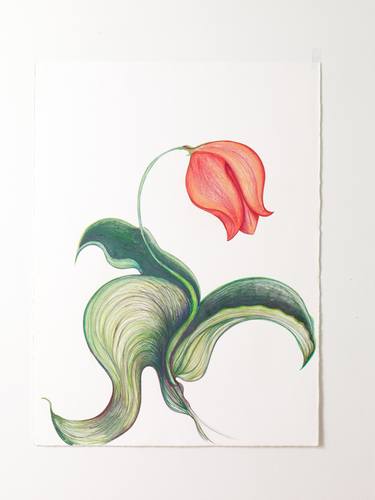 Original Botanic Drawing by christine mottau