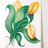 yellow tulips by christine mottau