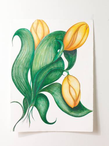 Original Botanic Drawing by christine mottau