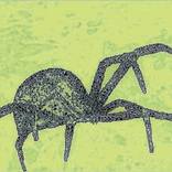 Collection Black Widow Spiders