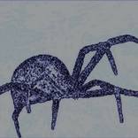 Collection Black Widow Spiders