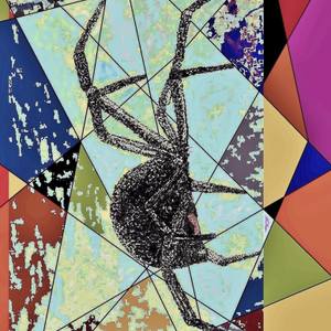 Collection Black Widow Spiders