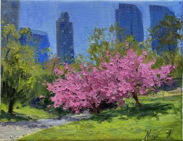 Cherry Blossom in Central Park thumb