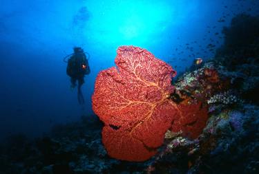 Gorgonian & Diver thumb