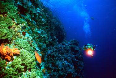 Print of Fish Photography by Terence Arpino