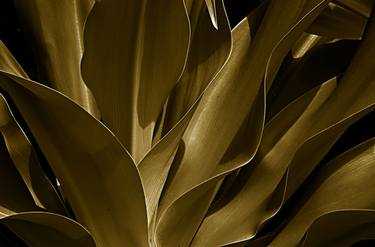 Caribean Plant , from the series Celebrating Nature Limited edition 1/30 thumb