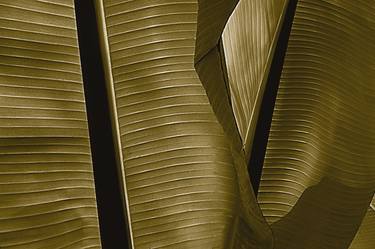 Banana leaf - from the series : Celebrating Nature Limited Edition of 5 thumb