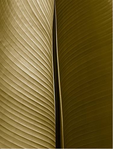 Banana Leaf - from the series: Celebrating Nature Limited Edition of 6 thumb