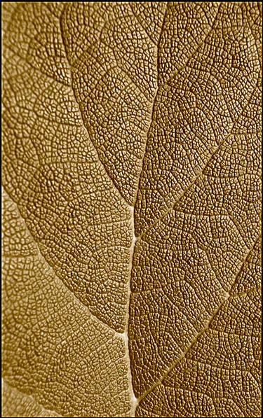 leaf texture, from the series : Celebrating Nature - Limited Edition of 5 thumb