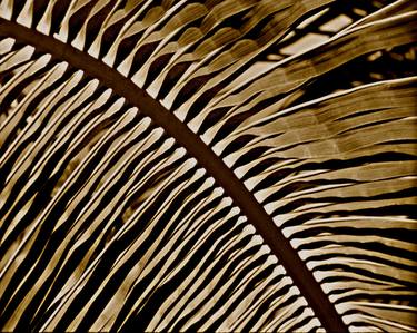 Coconut Palm leaf, from the series: Celebrating Nature - Limited Edition  of 5 thumb