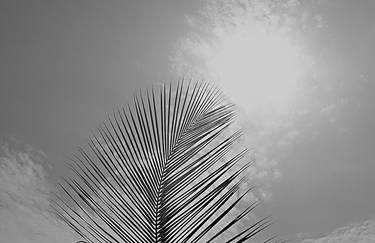 coconnut palm & sun. from the series Celebrating Nature - Limited Edition 1 of 30 thumb