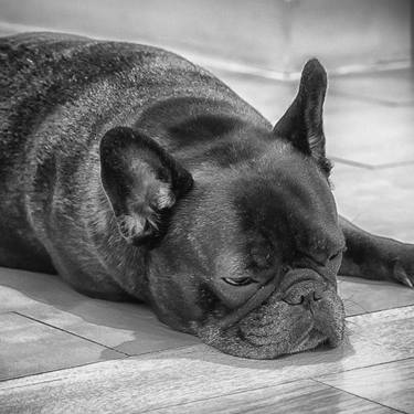 Pensive French Bull Dog - Limited Edition of 5 thumb