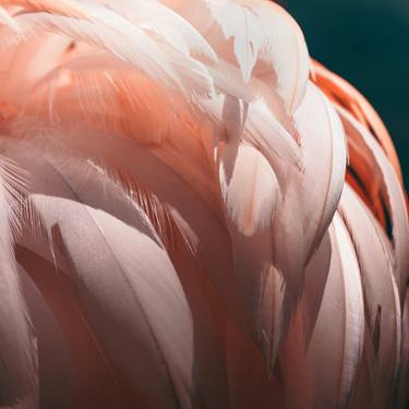 Flamingo #3 thumb