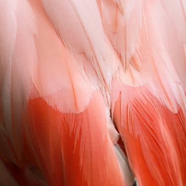 Flamingo #10 thumb