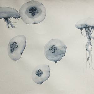 Collection jellyfishes