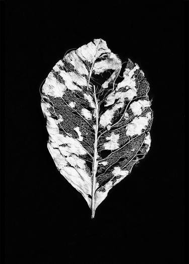 White Leaves - Limited Edition 1 of 25 thumb