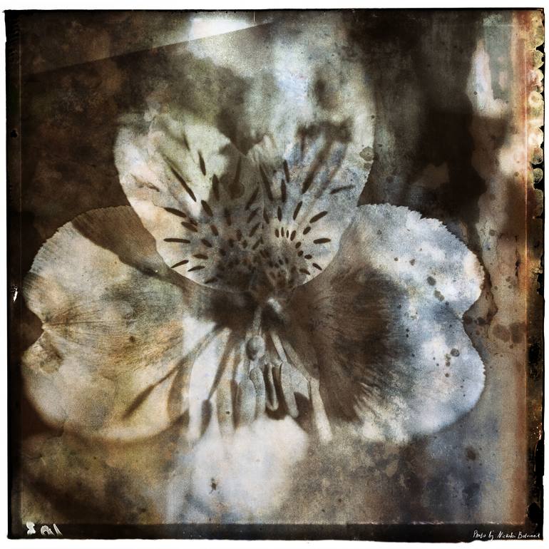 Print of Photorealism Botanic Photography by Nickolai Rozengauz