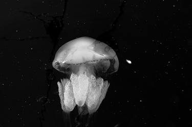 Jellyfish universe thumb