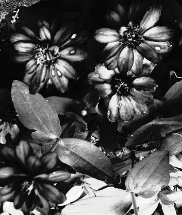 Original Floral Photography by Aurora Borealis