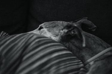 Original Black & White Animal Photography by Carlos Bernal Iglesias