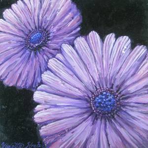 African Daisies