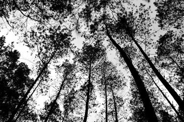 Original Abstract Tree Photography by Stefanus Ajie