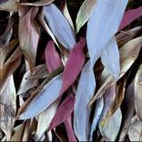 Ezra Bejar Limited Ed Prints thumb