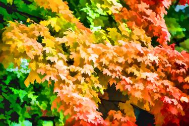 gradation of fall color thumb
