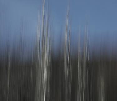 Original Abstract Tree Photography by Shane Holzberger