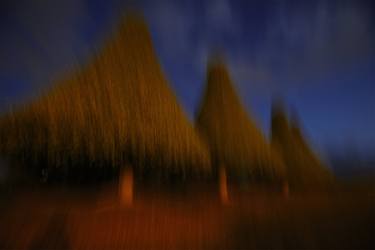 Print of Abstract Tree Photography by Shane Holzberger