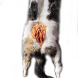 Collection PUSSYCATS