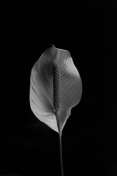 Print of Fine Art Botanic Photography by Clint Andre Samuel
