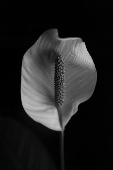 Print of Fine Art Botanic Photography by Clint Andre Samuel