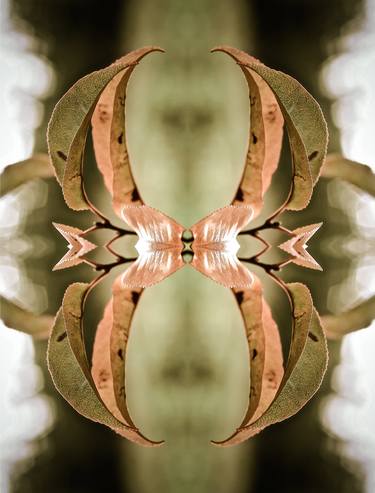 Original Abstract Tree Photography by Murielle Colas