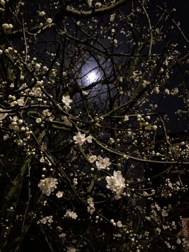 Moonlit Sakura Serenade: A Japanese Haiku of Romance thumb