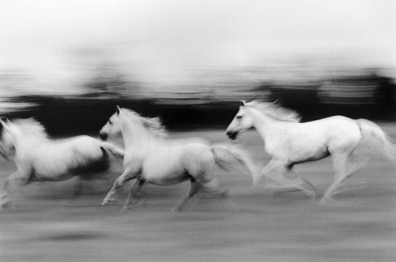 Running Horses, Camargue France - Limited Edition 5 of 25 Photography by  Fabrice Strippoli | Saatchi Art