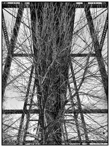 Bridge Over Bare Tree - 1/1 Limited Single Edition 15x20 thumb