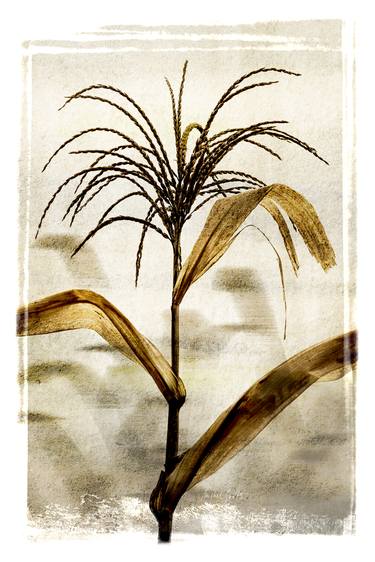 Original Illustration Botanic Photography by Michel Godts
